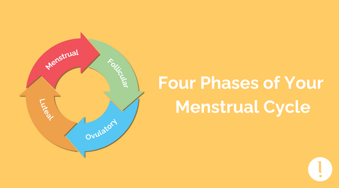 Four Phases of a Menstrual Cycle